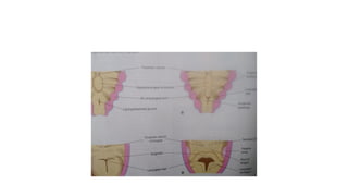 The embryology of the Respiratory System revised.pptx