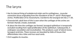 The embryology of the Respiratory System revised.pptx