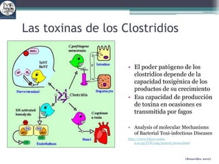 Importancia del Sistema de ProducciónEl sistema de producción determina el manejo y tipo de alimentación que recibirá el ternero durante su crianza y la misma longitud de la crianzaLechería especializadaLechería de doble propósitoCría extensiva y semi-extensivaGanadería de carne (ciclo completo)La frecuencia e intensidad de los problemas de salud del ternero cambian acorde con los sistemas de producciónInfluencia de factores pre disponentes y determinantes de enfermedad (árboles de causalidad)  (Benavides, 2010)