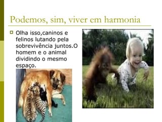 Podemos, sim, viver em harmonia
 Olha isso,caninos e
felinos lutando pela
sobrevivência juntos.O
homem e o animal
dividindo o mesmo
espaço.
 