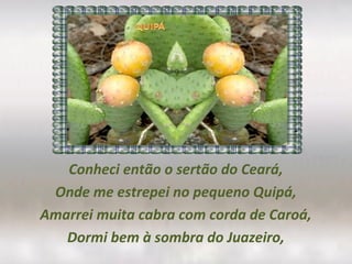 Conheci então o sertão do Ceará,
Onde me estrepei no pequeno Quipá,
Amarrei muita cabra com corda de Caroá,
Dormi bem à sombra do Juazeiro,
 