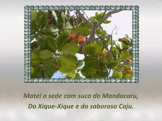Matei a sede com suco do Mandacaru,
Do Xique-Xique e do saboroso Caju.
 