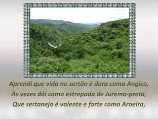 Aprendi que vida no sertão é dura como Angico,
Às vezes dói como estrepada de Jurema-preta,
Que sertanejo é valente e forte como Aroeira,
 