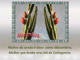 Mulher do sertão é doce como Macambira,
Mulher que braba vira chá de Catingueira.
 