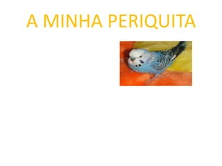 A MINHA PERIQUITA

 