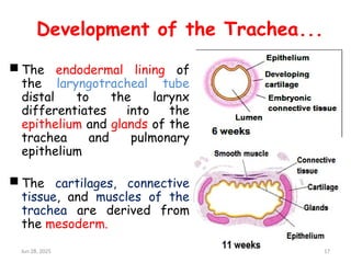 RESPIRATORY EMBRYOLOGY FOR MEDICAL STUDENTS | PPTX