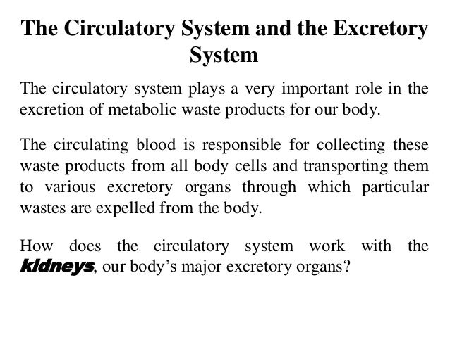How do skeletal muscles aid the circulatory system?