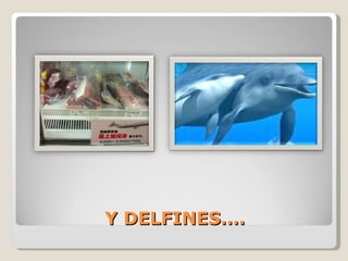 Y DELFINES…. 