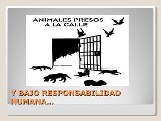 Y BAJO RESPONSABILIDAD HUMANA… 