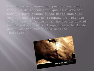 Los animales tienen una percepción mucho
más pura de la realidad que el mismo ser
humano, pues cuando mucha gente habla de
que por qué ellos no razonan, no "piensan"
y demás son inferiores al hombre la verdad
es que esto es solo el ego humano hablando
desde la ignorancia para decirse
"superior".
 