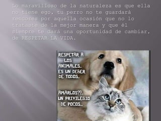 Lo maravilloso de la naturaleza es que ella
no tiene ego, tu perro no te guardará
rencores por aquella ocasión que no lo
trataste de la mejor manera y que él
siempre te dará una oportunidad de cambiar,
de RESPETAR LA VIDA.
 