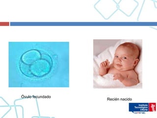Óvulo fecundado
                  Recién nacido
 