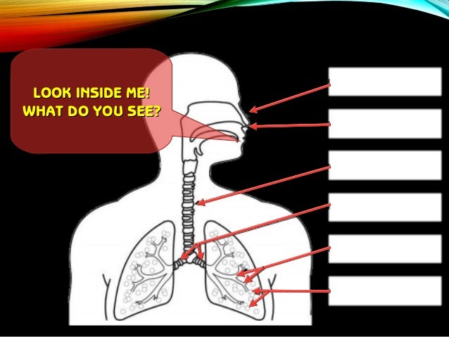 Respiratory system
