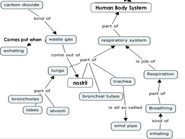 Respiratory system essay