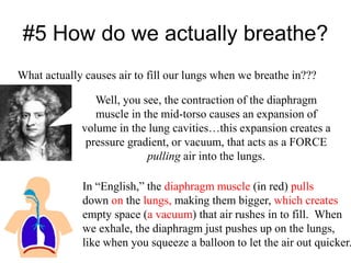 #5 How do we actually breathe?
What actually causes air to fill our lungs when we breathe in???
Well, you see, the contraction of the diaphragm
muscle in the mid-torso causes an expansion of
volume in the lung cavities…this expansion creates a
pressure gradient, or vacuum, that acts as a FORCE
pulling air into the lungs.
In “English,” the diaphragm muscle (in red) pulls
down on the lungs, making them bigger, which creates
empty space (a vacuum) that air rushes in to fill. When
we exhale, the diaphragm just pushes up on the lungs,
like when you squeeze a balloon to let the air out quicker.
 
