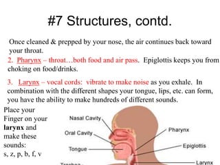 #7 Structures, contd.
Once cleaned & prepped by your nose, the air continues back toward
your throat.
2. Pharynx – throat…both food and air pass. Epiglottis keeps you from
choking on food/drinks.
3. Larynx – vocal cords: vibrate to make noise as you exhale. In
combination with the different shapes your tongue, lips, etc. can form,
you have the ability to make hundreds of different sounds.
Place your
Finger on your
larynx and
make these
sounds:
s, z, p, b, f, v
 