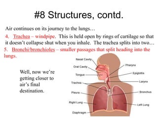 #8 Structures, contd.
Air continues on its journey to the lungs…
4. Trachea – windpipe. This is held open by rings of cartilage so that
it doesn’t collapse shut when you inhale. The trachea splits into two…
5. Bronchi/bronchioles – smaller passages that split heading into the
lungs.
Well, now we’re
getting closer to
air’s final
destination.
 