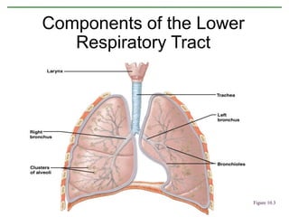 Components of the Lower
Respiratory Tract
Figure 10.3
 