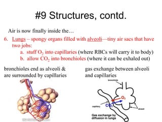 #9 Structures, contd.
Air is now finally inside the…
6. Lungs – spongy organs filled with alveoli—tiny air sacs that have
two jobs:
a. stuff O2 into capillaries (where RBCs will carry it to body)
b. allow CO2 into bronchioles (where it can be exhaled out)
bronchioles end as alveoli &
are surrounded by capillaries
gas exchange between alveoli
and capillaries
 