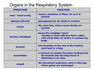 Organs in the Respiratory System
STRUCTURE FUNCTION
nose / nasal cavity
warms, moistens, & filters air as it is
inhaled
pharynx (throat) passageway for air, leads to trachea
larynx
the voice box, where vocal chords are
located
trachea (windpipe)
keeps the windpipe "open"
trachea is lined with fine hairs called
cilia which filter air before it reaches the
lungs
bronchi
two branches at the end of the trachea,
each lead to a lung
bronchioles
a network of smaller branches leading from
the bronchi into the lung tissue &
ultimately to air sacs
alveoli
the functional respiratory units in the lung
where gases are exchanged
 