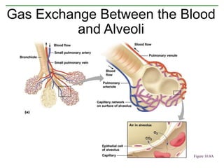 Gas Exchange Between the Blood
and Alveoli
Figure 10.8A
 