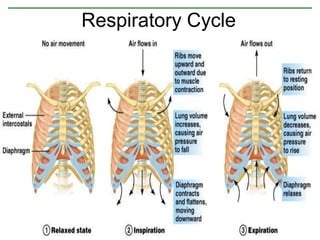 Respiratory Cycle
Figure 10.9
 