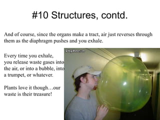#10 Structures, contd.
And of course, since the organs make a tract, air just reverses through
them as the diaphragm pushes and you exhale.
Every time you exhale,
you release waste gases into
the air, or into a bubble, into
a trumpet, or whatever.
Plants love it though…our
waste is their treasure!
 