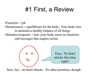 #1 First, a Review
•Function = job
•Homeostasis = equilibrium for the body. Your body tries
to maintain a healthy balance of all things.
•Stimulus/response = how your body reacts to situations
and messages that require action.
Easy. No heart
attacks this time,
right?
Sure, Joe…no heart attacks. No other promises, though.
 
