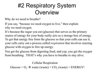 #2 Respiratory System
Overview
Why do we need to breathe?
If you say, “because we need oxygen to live,” then explain
why we need oxygen.
It’s because the sugar you eat (glucose) that serves as the primary
source of energy for your body really acts as a storage box of energy.
To get that energy free from the glucose so that your cells can use it,
your cells carry out a process called respiration that involves reacting
glucose with oxygen to free up energy.
You get the glucose from digesting food, and yep, you get the oxygen
from breathing. THAT’s why you have to breathe to stay alive.
Glucose + O2  water (waste) + CO2 (waste) + ENERGY!
Cellular Respiration
 
