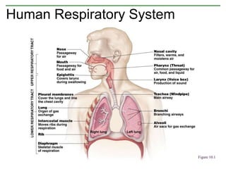 Human Respiratory System
Figure 10.1
 