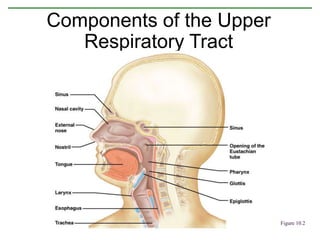 Components of the Upper
Respiratory Tract
Figure 10.2
 