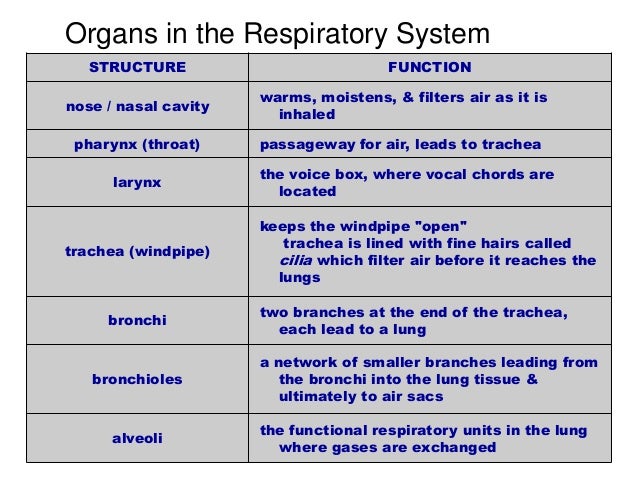 Function Of The Mouth In The Respiratory System 74