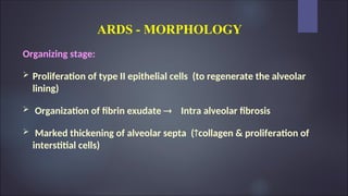 ARDS - MORPHOLOGY
Organizing stage:
 Proliferation of type II epithelial cells (to regenerate the alveolar
lining)
 Organization of fibrin exudate  Intra alveolar fibrosis
 Marked thickening of alveolar septa (collagen & proliferation of
interstitial cells)
 