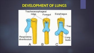 DEVELOPMENT OF LUNGS
 