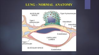 LUNG – NORMAL ANATOMY
 