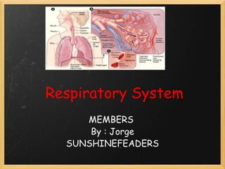 Respiratory System MEMBERS  By : Jorge SUNSHINEFEADERS 