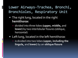 Lower Airways-Trachea, Bronchi,
Bronchioles, Respiratory Unit
 The right lung, located in the right
hemithorax
 divided into three lobes (upper, middle, and
lower) by two interlobular fissures (oblique,
horizontal)
 Left lung, located in the left hemithorax
 is divided into two lobes (upper, including the
lingula, and lower) by an oblique fissure
 