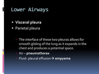 Lower Airways
 Visceral pleura
 Parietal pleura
 The interface of these two pleuras allows for
smooth gliding of the lung as it expands in the
chest and produces a potential space.
 Air – pneumothorax
 Fluid- pleural effusion empyema
 