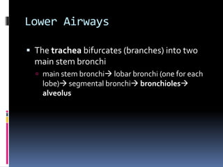 Lower Airways
 The trachea bifurcates (branches) into two
main stem bronchi
 main stem bronchi lobar bronchi (one for each
lobe) segmental bronchi bronchioles
alveolus
 