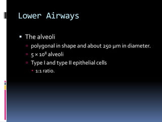 Lower Airways
 The alveoli
 polygonal in shape and about 250 μm in diameter.
 5 × 108 alveoli
 Type I and type II epithelial cells
 1:1 ratio.
 