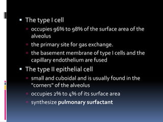  The type I cell
 occupies 96% to 98% of the surface area of the
alveolus
 the primary site for gas exchange.
 the basement membrane of type I cells and the
capillary endothelium are fused
 The type II epithelial cell
 small and cuboidal and is usually found in the
"corners" of the alveolus
 occupies 2% to 4% of its surface area
 synthesize pulmonary surfactant
 