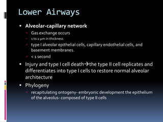 Lower Airways
 Alveolar-capillary network
 Gas exchange occurs
 1 to 2 μm in thickness
 type I alveolar epithelial cells, capillary endothelial cells, and
basement membranes.
 < 1 second
 Injury and type I cell deaththe type II cell replicates and
differentiates into type I cells to restore normal alveolar
architecture
 Phylogeny
 recapitulating ontogeny- embryonic development the epithelium
of the alveolus- composed of type II cells
 