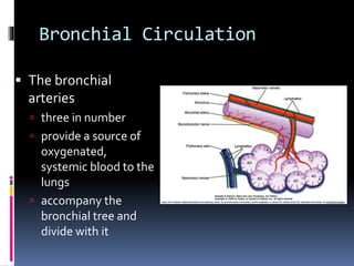 Bronchial Circulation
 The bronchial
arteries
 three in number
 provide a source of
oxygenated,
systemic blood to the
lungs
 accompany the
bronchial tree and
divide with it
 