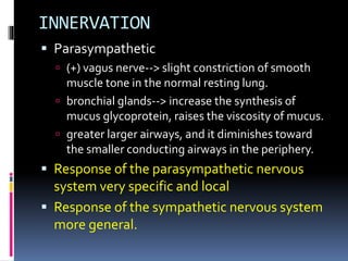 INNERVATION
 Parasympathetic
 (+) vagus nerve--> slight constriction of smooth
muscle tone in the normal resting lung.
 bronchial glands--> increase the synthesis of
mucus glycoprotein, raises the viscosity of mucus.
 greater larger airways, and it diminishes toward
the smaller conducting airways in the periphery.
 Response of the parasympathetic nervous
system very specific and local
 Response of the sympathetic nervous system
more general.
 