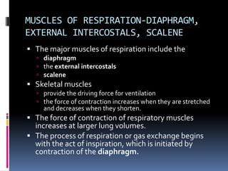 MUSCLES OF RESPIRATION-DIAPHRAGM,
EXTERNAL INTERCOSTALS, SCALENE
 The major muscles of respiration include the
 diaphragm
 the external intercostals
 scalene
 Skeletal muscles
 provide the driving force for ventilation
 the force of contraction increases when they are stretched
and decreases when they shorten.
 The force of contraction of respiratory muscles
increases at larger lung volumes.
 The process of respiration or gas exchange begins
with the act of inspiration, which is initiated by
contraction of the diaphragm.
 