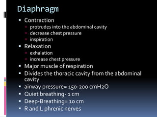 Diaphragm
 Contraction
 protrudes into the abdominal cavity
 decrease chest pressure
 inspiration
 Relaxation
 exhalation
 increase chest pressure
 Major muscle of respiration
 Divides the thoracic cavity from the abdominal
cavity
 airway pressure= 150-200 cmH2O
 Quiet breathing- 1 cm
 Deep-Breathing= 10 cm
 R and L phrenic nerves
 