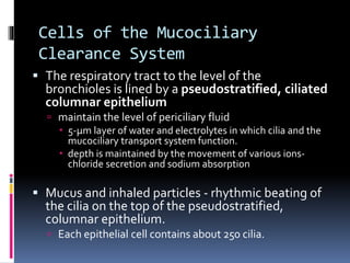 Cells of the Mucociliary
Clearance System
 The respiratory tract to the level of the
bronchioles is lined by a pseudostratified, ciliated
columnar epithelium
 maintain the level of periciliary fluid
 5-μm layer of water and electrolytes in which cilia and the
mucociliary transport system function.
 depth is maintained by the movement of various ions-
chloride secretion and sodium absorption
 Mucus and inhaled particles - rhythmic beating of
the cilia on the top of the pseudostratified,
columnar epithelium.
 Each epithelial cell contains about 250 cilia.
 