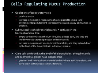 Cells Regulating Mucus Production
 Goblet or surface secretory cells
 produce mucus
 increase in number in response to chronic cigarette smoke (and
environmental pollutants) increased mucus and airway obstruction in
smokers.
 Submucosal tracheobronchial glands * cartilage in the
tracheobronchial tree.
 empty to the surface epithelium through a ciliated duct, and they are
lined by mucus-secreting mucous and serous cells
 increase in number and size in chronic bronchitis, and they extend down
to the level of the bronchioles in pulmonary disease.
 Clara cells are found at the level of the bronchioles- the goblet cells
and submucosal glands have disappeared.
 granules with nonmucinous material and may have a secretory function.
 play a role in epithelial regeneration after injury.
 