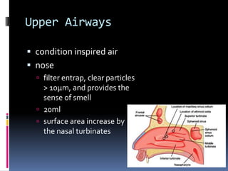 Upper Airways
 condition inspired air
 nose
 filter entrap, clear particles
> 10μm, and provides the
sense of smell
 20ml
 surface area increase by
the nasal turbinates
 