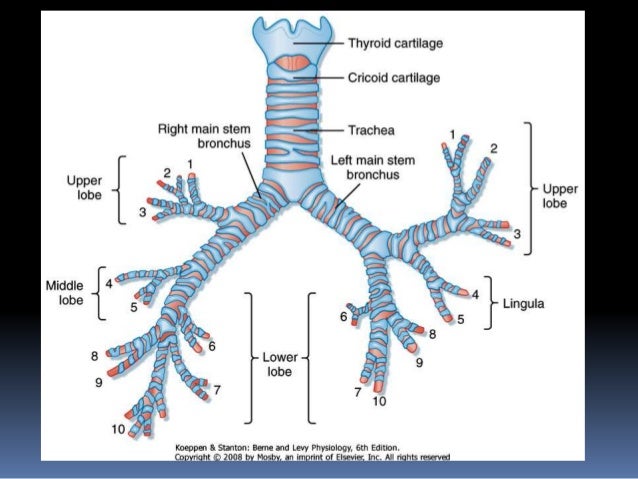 Respi functional anatomy